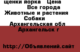 щенки йорка › Цена ­ 15 000 - Все города Животные и растения » Собаки   . Архангельская обл.,Архангельск г.